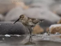 IJslandse bonte strandloper [Calidris alpina artica]